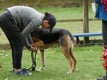  2020 CGC Foundation examination by Handler exercise