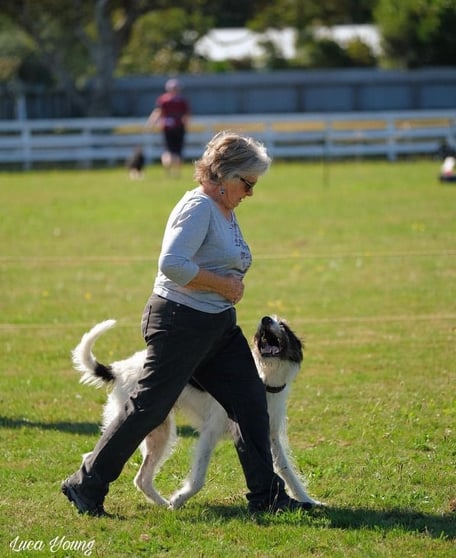 Heelwork 2025 dog training